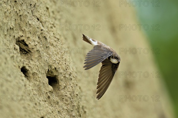 Sand martin (Riparia riparia), taking off from its breeding tube, Reussegg nature reserve, Canton