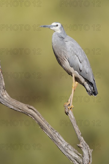 White-faced Heron (Egretta novaehollandiae), Western Australia, Australia