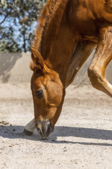 A young foal gently lowers its head to explore the sandy ground, its mane glowing in the sunlight.