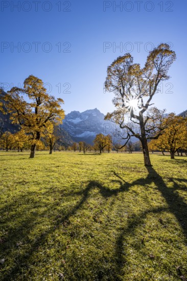 Sycamore maple with autumnal yellow foliage and sun star, large maple base in autumn, rocky