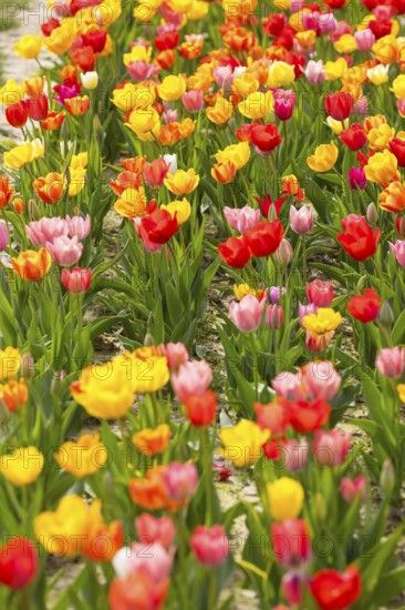 Colourful blooming tulips (tulpia) in a field for self-cutting flowers in Katzenberg, Nossen,