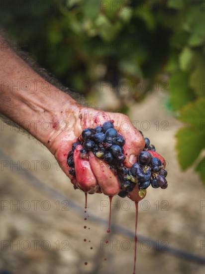 A close-up of a hand crushing ripe grapes in a Mallorcan vineyard, showcasing the vibrant juice and
