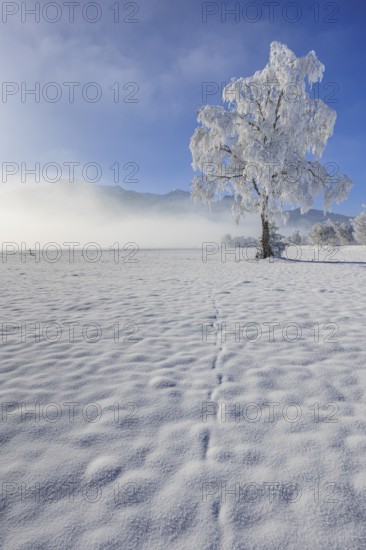 Snow-covered tree, hoarfrost, sun, winter, Loisach-Lake Kochel moor, Alpine foothills, Upper