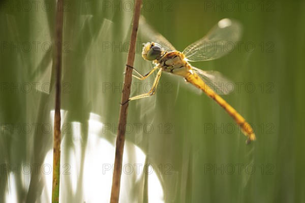 A dragonfly perches delicately on a reed in the vibrant wetlands of puebla de belena, Guadalajara.