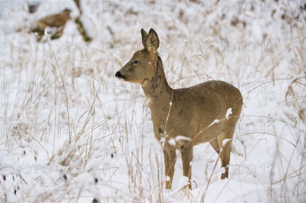 A roe deer looks to the side in a snow-covered meadow, surrounded by quiet, calm winter grasses,
