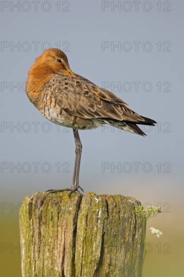 Uferschnepfe (Limosa limosa), Black-tailed Godwit, ruhender Altvogel auf Sitzwarte, Mai, Nijkerk,