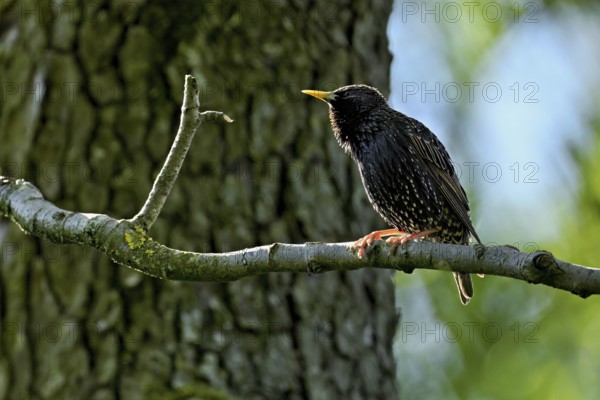 Starling (Sturnus vulgaris), sitting on a branch, Flachsee nature reserve, Reusstal, Freiamt,