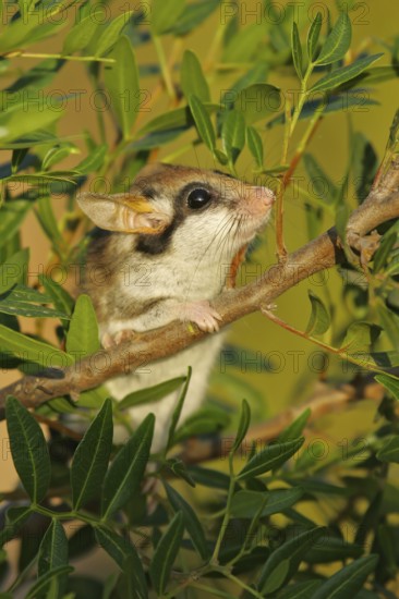 Garden Dormouse (Eliomys quercinus) adult climbing in vegetation, Andalusia, Spain