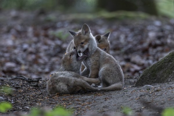 Red fox cubs (Vulpes vulpes) playing and fighting in the immediate vicinity of the fox den, cub