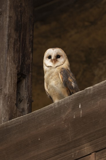 Western Barn Owl (Tyto alba) captive, Germany