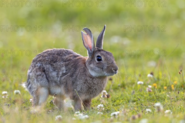 A large tear in the ear suggests that serious fights can occur between wild rabbits (Oryctolagus