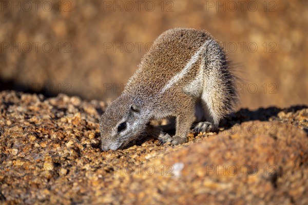 Cape ground squirrel (Xerus inauris), Pontok-Berge, Spitzkoppe, Große Spitzkuppe Nature Reserve,