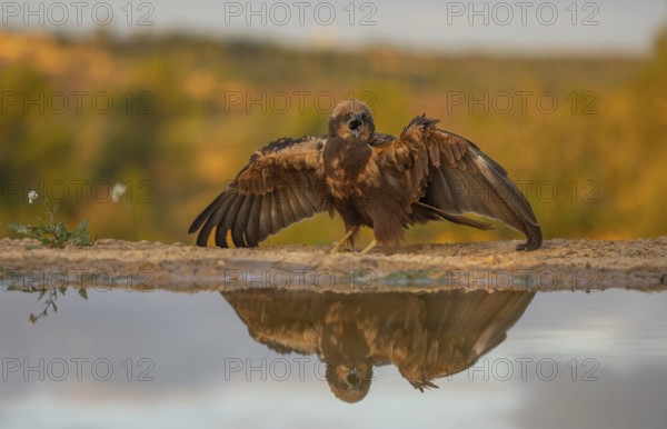 A young eagles spreads its wings by the water's edge, its image perfectly reflected against a soft,