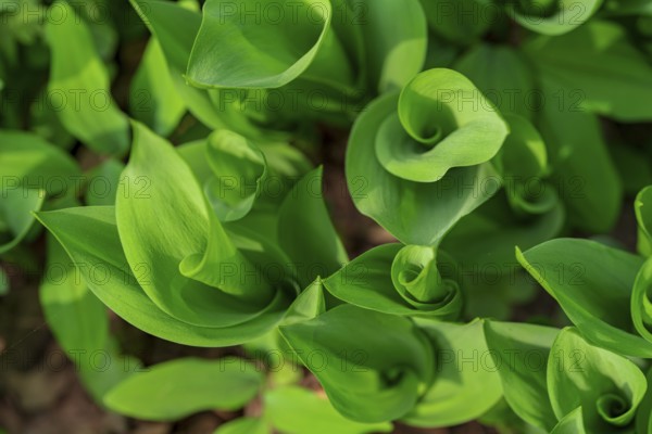 Close-up of vibrant green lily of the valley leaves, showcasing their lush texture and rich color.