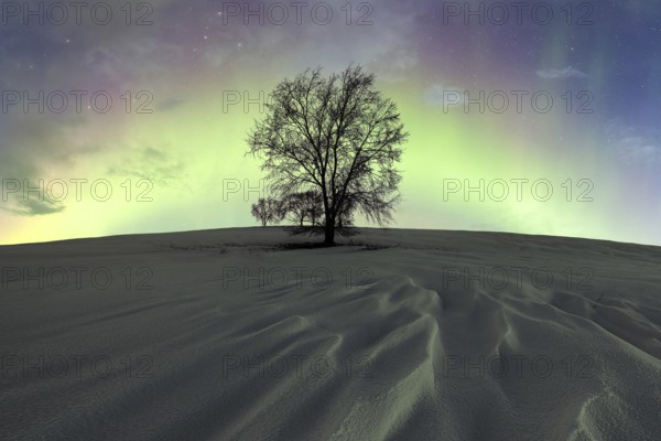 A solitary tree stands against a vivid display of northern lights in a snowy landscape at night,