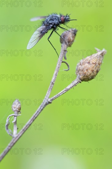 Black woolly hoverfly, bumblebee hoverfly, mourning fly, insect, close-up, (Bombylella atra),