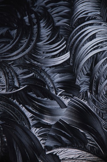 Microscopic view of Salicylic acid crystals, resembling feathery patterns in a black and white