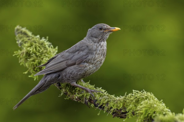 Female blackbird (Turdus merula) sitting on a branch covered with moss, garden bird, June, Germany