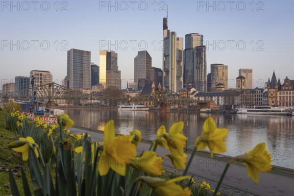 The daffodils on the banks of the Main start to bloom in front of Frankfurt's banking skyline,