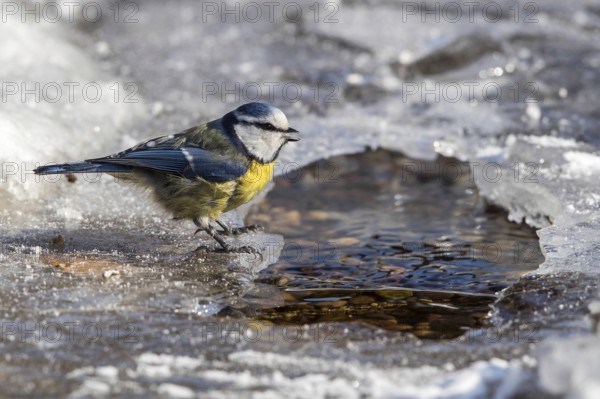 Eurasian Blue Tit (Cyanistes caeruleus) drinking at a little stream, Mecklenburg-Western Pomerania,