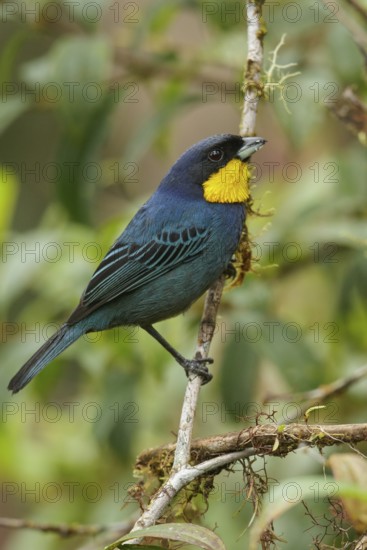 Purplish-mantled Tanager (Iridosornis porphyrocephalus) perched on a branch in the Andes Mountains