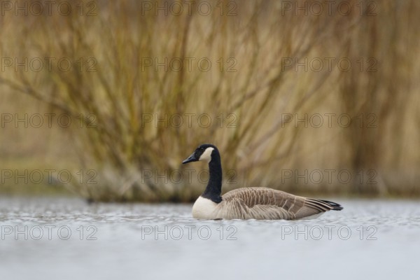 Canada Goose (Branta canadensis), North Rhine-Westphalia, Germany