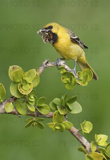 Orchard Oriole (Icterus spurius) perched on a branch with a moth in its beak, Texas, USA