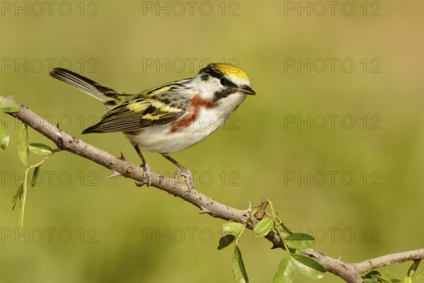 Chestnut-sided Warbler (Setophaga pensylvanica) male, Texas, USA