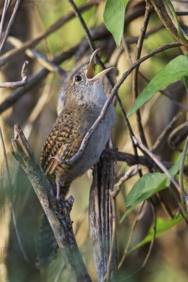 Zapata Wren (Ferminia cerverai) perched on a branch in Cuba