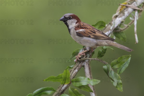House Sparrow (Passer domesticus) perched on a branch in the Atlantic rainforest of southeast