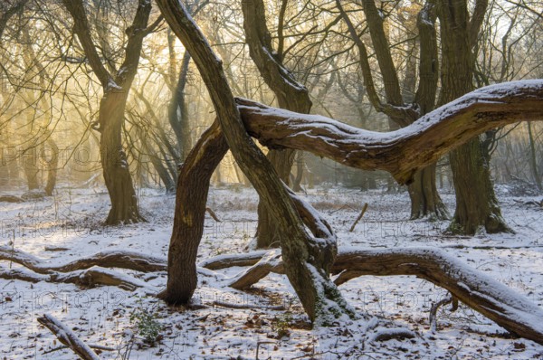 Winter in the jungle tree trail with ancient trees in the Ahlhorner Fischteiche nature reserve,