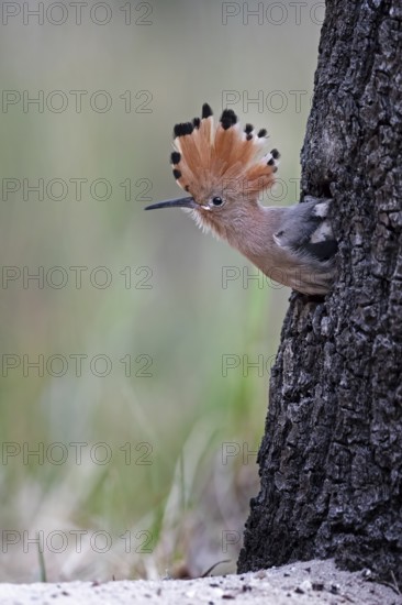 Eurasian Hoopoe (Upupa epops) juvenile peering out from nest cavity, Saxony-Anhalt, Germany