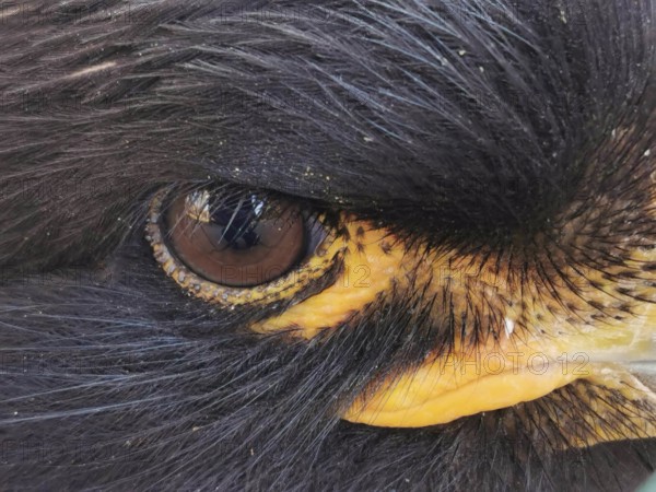 Detailed close-up of the eye of a black Falkland caracara (phalcoboenus australis) in captivity