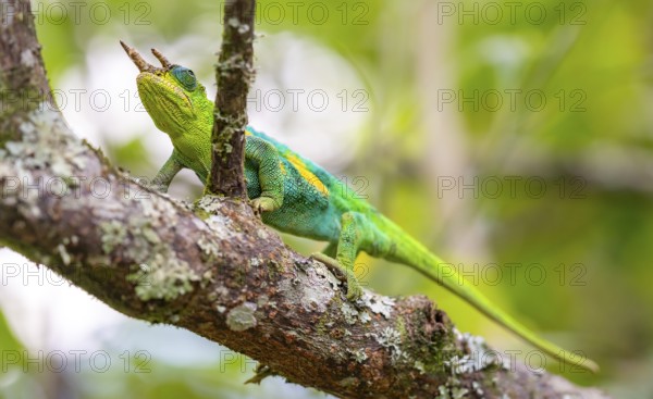 Three-horned chameleon (Trioceros jacksonii), male, on a branch, Bwindi Impenetrable Forest