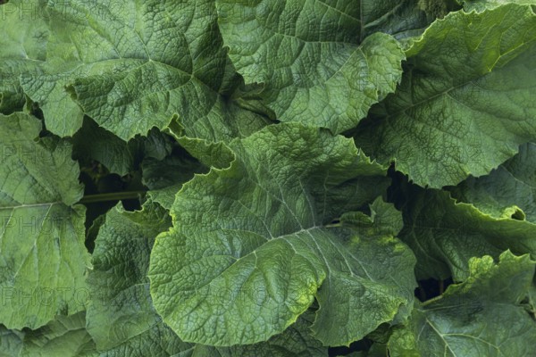 Detailed close-up shot of greater burdock leaves showing vibrant green texture and natural vein