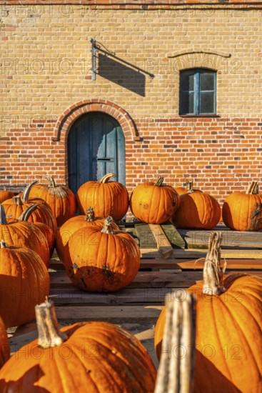 Ripe pumpkins lying on an old wooden trailer in front of a farm shop on a farm, village of Rieben