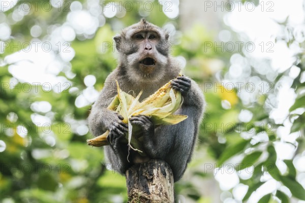 A monkey perches on a tree, savoring an ear of corn amidst lush greenery in Bali. The image