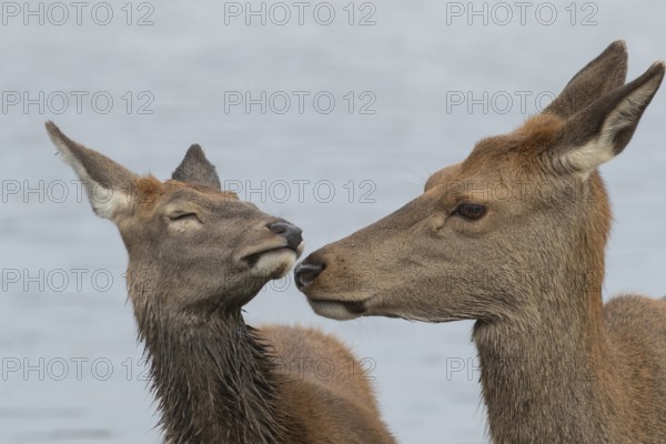 Red deer (Cervus elaphus) adult female parent mother animal and juvenile fawn interacting together,