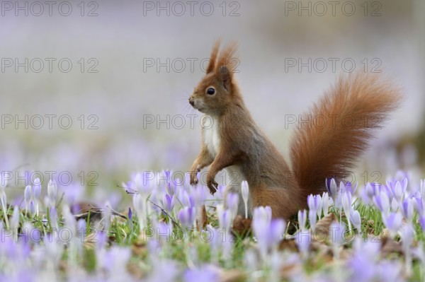 A squirrel sits in a meadow with flowers, crocus, purple crocuses, (Sciurus vulgaris), spring,