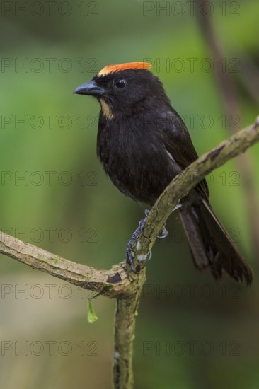Flame-crested Tanager (Tachyphonus cristatus) perched on a branch in the Atlantic rainforest of