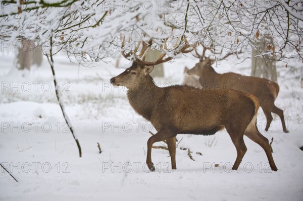 A stag on the move in the snow-covered forest. Another stag in the background, winter, red deer