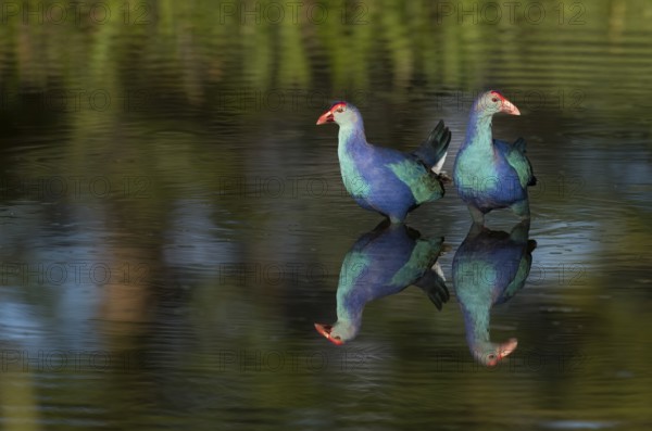 Grey-headed Swamphen (Porphyrio poliocephalus) foraging, Florida, USA