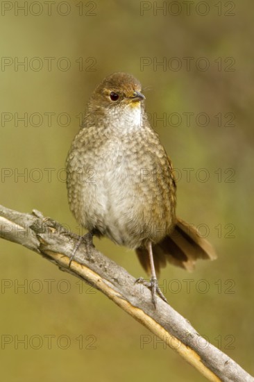 Eastern Bristlebird (Dasyornis brachypterus), New South Wales, Australia