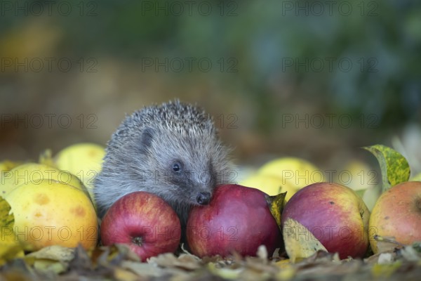 European hedgehog (Erinaceus europaeus) adult animal on fallen apples fruit in a garden in autumn,