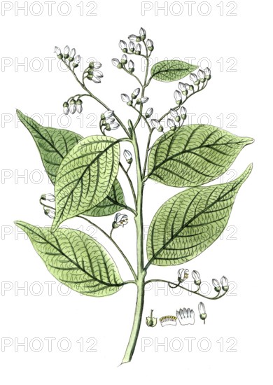 Styrax benzoin, Styrax tree, Sumatran benzoin tree, digital reproduction of a historical model,