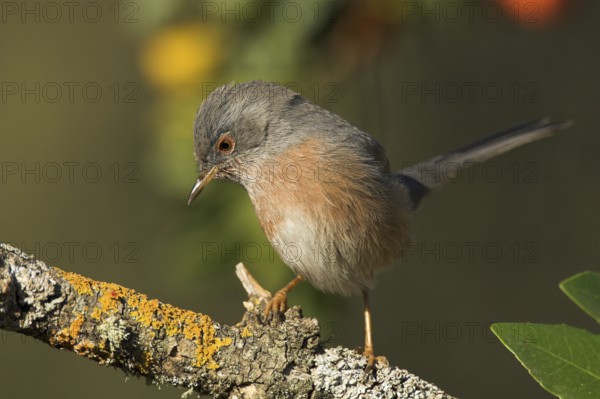 Dartford Warbler (Sylvia undata), Castile-La Mancha, Spain