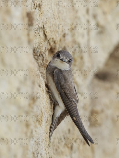 Sand Martin (Riparia riparia) building nest hole, North Rhine-Westphalia, Germany