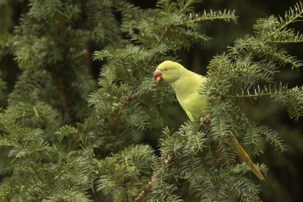 Rose-ringed Parakeet (Psittacula krameri) female feeding on European yew (Taxus baccata) seeds,