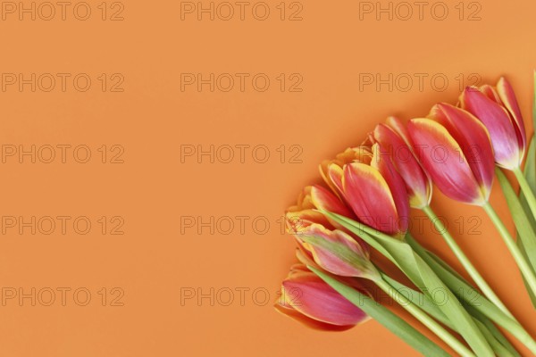 Top view of dark pink tulip flowers with yellow tips on orange background. Floral spring background