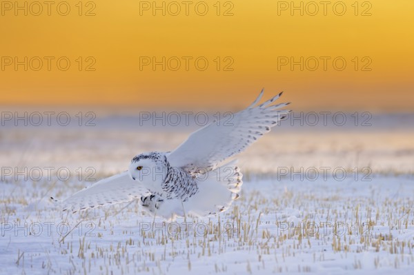 Snowy owl, polar owl, Arctic owl, white owl (Bubo scandiacus) adult female in flight hunting over